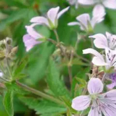 GERANIUM sylvaticum var. wanneri - Géranium vivace