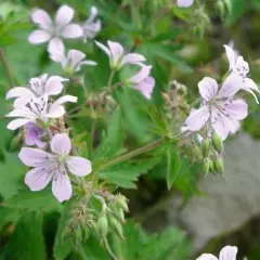 GERANIUM sylvaticum var. wanneri - Géranium vivace