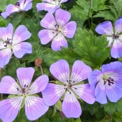 GERANIUM wallichianum 'Rise and Shine' - Géranium vivace