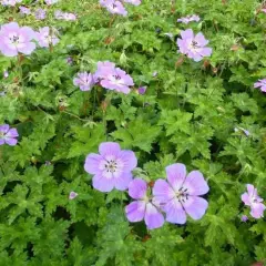 GERANIUM wallichianum 'Rise and Shine' - Géranium vivace