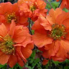 GEUM chiloense 'Dolly North' - Benoîte