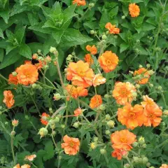 GEUM chiloense 'Dolly North' - Benoîte