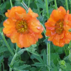 GEUM chiloense 'Dolly North' - Benoîte