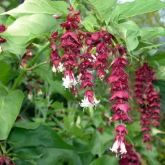 LEYCESTERIA formosa - Arbre aux faisans