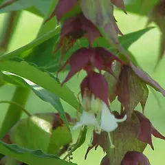 LEYCESTERIA formosa - Arbre aux faisans