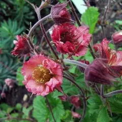 GEUM 'Bell Bank' - Benoîte