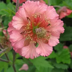 GEUM 'Bell Bank' - Benoîte