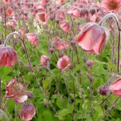 GEUM 'Bell Bank' - Benoîte