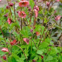 GEUM 'Bell Bank' - Benoîte