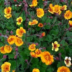 GEUM 'Carlskaer' - Benoîte