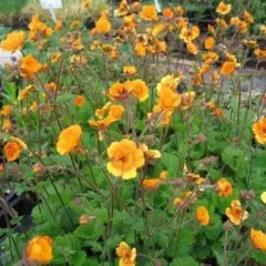 GEUM 'Carlskaer' - Benoîte