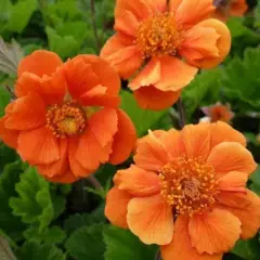 GEUM 'Cocktail Sea Breeze'