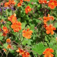 GEUM 'Cocktail Sea Breeze'