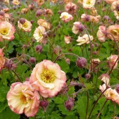 GEUM 'Cosmopolitan'® - Benoîte