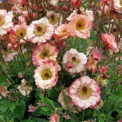 GEUM 'Cosmopolitan'® - Benoîte