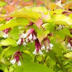 LEYCESTERIA formosa 'Golden Lanterns' - Arbre aux faisans doré 'Golden Lanterns'