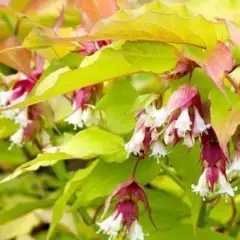 LEYCESTERIA formosa 'Golden Lanterns' - Arbre aux faisans doré