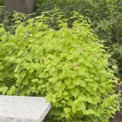 LEYCESTERIA formosa 'Golden Lanterns' - Arbre aux faisans doré