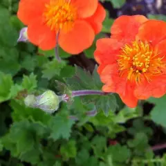 GEUM 'Sigiswang' - Benoîte