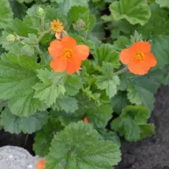 GEUM 'Sigiswang' - Benoîte