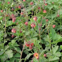 GEUM rivale 'Leonard’s Variety' - Benoîte