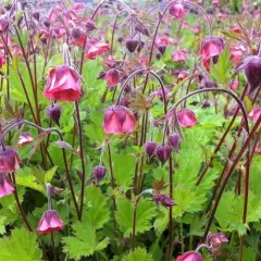 GEUM rivale 'Leonard’s Variety' - Benoîte