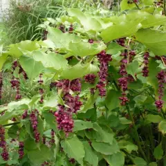 LEYCESTERIA formosa 'Purple Rain' - Arbre aux faisans 'Purple Rain'