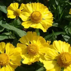 HELENIUM 'Helena' - Hélénie