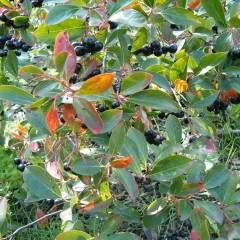 ARONIA melanocarpa - Aronie à fruits noirs