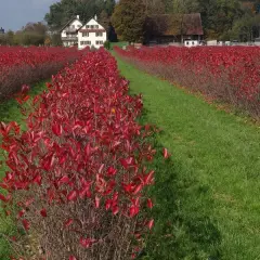 ARONIA melanocarpa - Aronie à fruits noirs