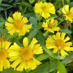 HELENIUM 'Sonnenwunder' - Hélénie