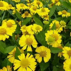 HELENIUM 'Tijuana Brass' - Hélénie