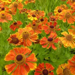 HELENIUM 'Wonadonga'