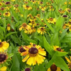 HELENIUM 'Wyndley'