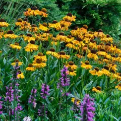 HELENIUM 'Wyndley'