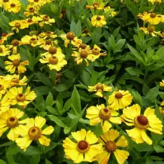 HELENIUM 'Zimbelstern' - Hélénie, Marguerite d'automne