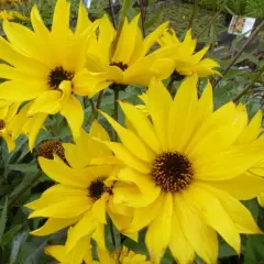 HELIANTHUS atrorubens 'Monarch' - Tournesol vivace