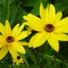 HELIANTHUS atrorubens 'Monarch' - Tournesol vivace