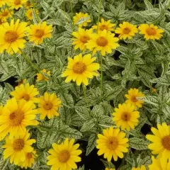 HELIOPSIS helianthoides 'Loraine Sunshine'®