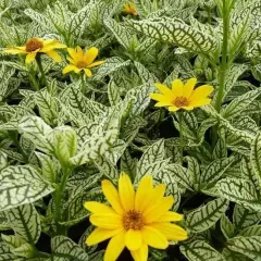 HELIOPSIS helianthoides 'Loraine Sunshine'®