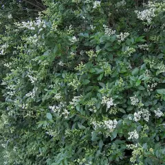 LIGUSTRUM ovalifolium - Troène de Californie