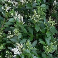 LIGUSTRUM ovalifolium - Troène de Californie