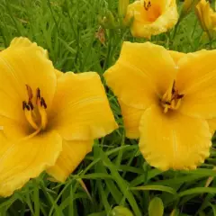 HEMEROCALLIS 'Bakabana' - Hémérocalle, Lis d'un jour