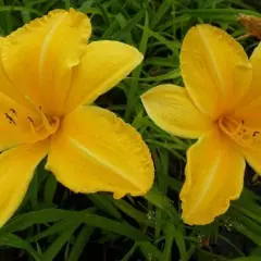 HEMEROCALLIS 'Cartwheels' - Hémérocalle, Lis d'un jour