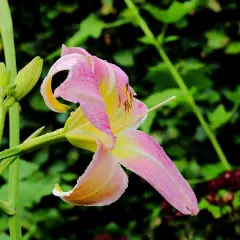 HEMEROCALLIS 'Catherine Woodbury' - Hémérocalle, Lis d'un jour