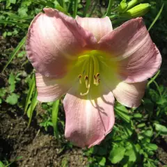 HEMEROCALLIS 'Catherine Woodbury' - Hémérocalle, Lis d'un jour