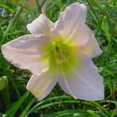 HEMEROCALLIS 'Catherine Woodbury' - Hémérocalle, Lis d'un jour