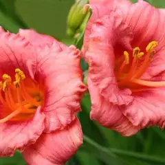 HEMEROCALLIS 'Cosmopolitan' - Hémérocalle, Lis d'un jour