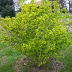 LIGUSTRUM ovalifolium 'Aureum' - Troène doré, plantes de haie