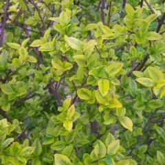 LIGUSTRUM ovalifolium 'Aureum' - Troène doré, plantes de haie